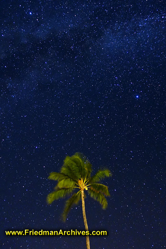 astronomy,stars,milky way,star,palm,tree,night,time exposure,long exposure,